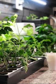 Plants that grow with artificial light. One Of The Most Important Uses For Artificial Light Is In The Propagation Of Plants Here Light Quali Plants Artificial Light For Plants Growing Plants Indoors