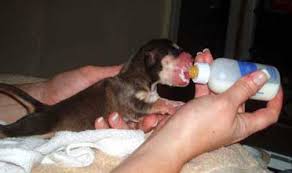 Wendee, i would definitely recommend fresh homemade chicken soup if you can make it. Leerburg Bottle Feeding Puppies