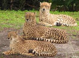 Learn about nine of africa's most dangerous animals, ranging from snakes like the black mamba to safari icons like the lion, rhino, and buffalo. Animal Species By Area In Animal Kingdom Allears Net