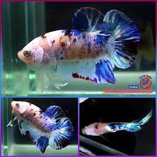 Live Betta Fish Male Masked Galaxy Blue Purple Halfmoon Plakat Hmpk 1181 Betta Fish Betta Fish Pet