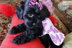 2 maltipoo mix puppies available. Maltipoo Puppies Dallas Texas Bmo Show