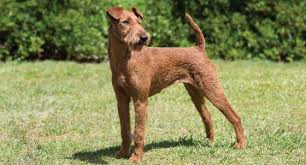 Don't miss what's happening in your neighborhood. Airedale Terrier Dog Breed Profile Petfinder