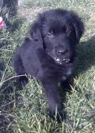 Black And White Spotted Shepherd Dog This Is Inka Obama As A Small Puppy He Is Jet Black With A White Point On His Chest And Has A Pure German S Golden Shepherd Black Dogs Breeds Dog
