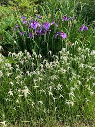 Image result for Rhynchospora gracillima