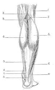 Muscles of the leg quizzes and labeled diagrams | kenhub oct 28, 2020unlabeled diagram showing the muscles of the leg (download free pdf below!) when you're ready, you can try labeling all of these structures yourself on the unlabeled version of the diagram. Lower Leg Muscle Diagram Blank Sketch Coloring Page Sketch Coloring Page Leg Muscles Diagram Muscle Diagram Anatomy Coloring Book