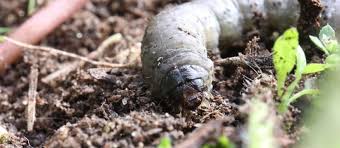 Did my yard last year, my dogs never have fleas unless we go someplace else. Lawn Grubs Learn More About Lawn Diseases And Pests And Treatments