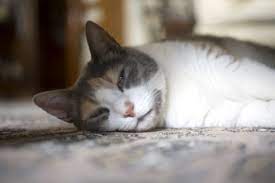 Your veterinarian may suspect stomach cancer in older dogs or cats with a history of chronic vomiting, lack of appetite, and weight loss. Stomach Cancer In Cats Lovetoknow