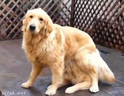 Gifstory Here S The Story Behind 3 Of The Weirdest Gifs On The Web Funny Animals I Love Dogs Cute Dogs