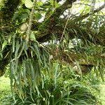 Image result for Pleopeltis macrocarpa