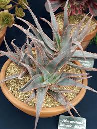 Image result for Aloe aculeata × ortholopha