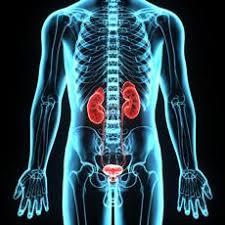 How to say swim bladder in spanish. Bladder Diseases Bladder Pain Medlineplus