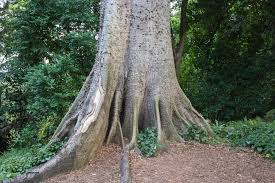 Image result for Ceiba pentandra