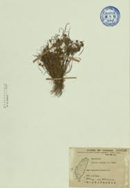 Image result for Pycreus pumilus