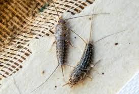 Silverfish feed on mold, fungi, and carbohydrates (such as sugars, starch or cellulose). How To Tell If Your Tulsa Home Has Silverfish