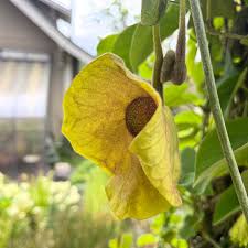 Image result for Aristolochiaceae