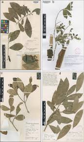 Image result for Warburgia ugandensis