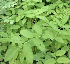 Image result for Indigofera bainesii