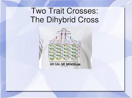 (dihybrid cross) in garden peas, tallness (t) is dominant to shortness (t) and axillary flowers (a) are. Genetics Quiz Monday January 26 Dihybrid Cross Ttrr X Ttrr Ppt Download