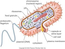 Cell 7 Prokaryotic Cell Pictures Prokaryotic Cell Diagram Cell Diagram Prokaryotic Cell Prokaryotes