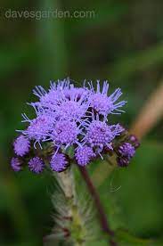 Pin On Flowers Generic