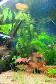 ニムファの浮き葉 ゆるゆるアクアライフ