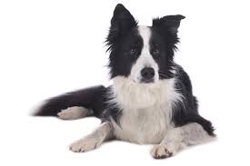 Border Collie Breed Guide Petbarn The australian cattle dog is a healthy breed, but there are certain health issues that you should check with your vet regularly. border collie breed guide petbarn