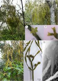 Image result for Viscum shirense