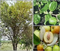 Image result for Ziziphus mauritiana