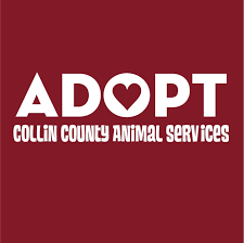 View the calhoun county animal shelter location in st matthews, sc. Pets For Adoption At Collin County Animal Services In Mckinney Tx Petfinder