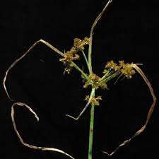 Image result for Courtoisina cyperoides