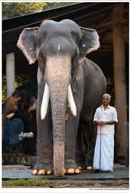 Karnan has been produced by kalaipuli s thanu under his banner v creations. Praseeda Binu On Twitter Popular Tusker Mangalamkunnu Karnan Is No More He Was 60 The Elephant Died In The Wee Hours Thursday Due To Cardiac Arrest The Tusker Was Known For Its
