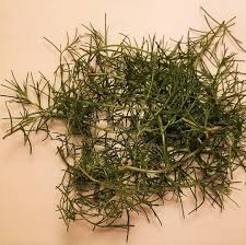 Image result for Salsola rabieana