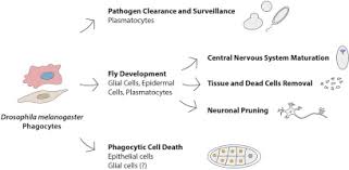 Phagocytosis is the process of taking in particles such as bacteria, parasites, dead host cells, and cellular and foreign debris by a cell.21 it involves a chain of molecular processes.22 phagocytosis. Phagocytosis In Drosophila From Molecules And Cellular Machinery To Physiology Sciencedirect