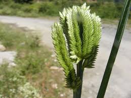 Image result for Eleusine coracana