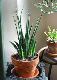Live House Plant Rooted Sanseveria Bacularis Cylindrica Mikado Snake Plant Rare Snake Plant Ind Sansevieria Plant Plants Mosquito Plants