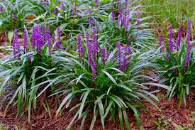 Image result for Lily Turf