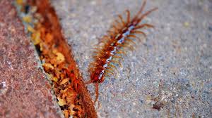 Auf ihrem speiseplan stehen vornehmlich: Skolopender Der Biss Des Hundertfussers Waiting Is Happiness