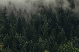 (2) tally the number of pine trees by dbh and total height in column g. How Much Paper Comes From One Tree Ribble