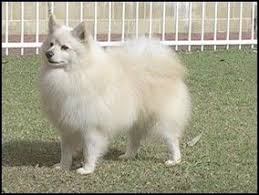 Black American Eskimo Dog American Eskimo Dog History American Eskimo Dog Eskimo Dog Dogs