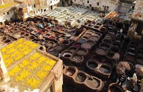 Image result for Stylochaeton borumensis