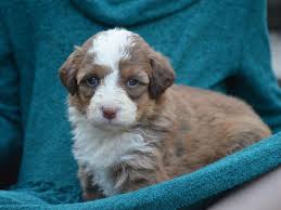 We proudly breed mini bernedoodle puppies for sale that are happy, healthy. Bernedoodle And Mini Bernedoodles For Sale