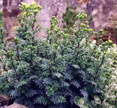 Image result for Ruta graveolens