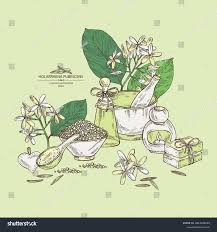 Image result for Holarrhena pubescens