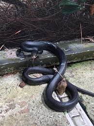 Southern Black Racer Non Venomous Black Racer Snake Racer