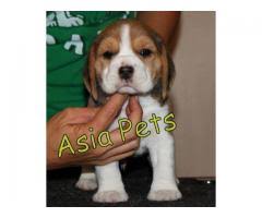 German shepherd or golden retriever or labrador retriever puppies or siberian husky or mastiffs puppies. Beagle Puppy For Sale In Chennai Best Price