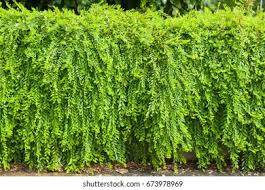 Image result for Phyllanthus parvus