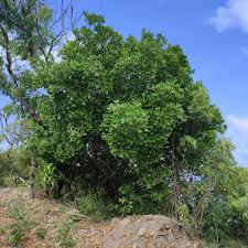 Image result for Canellaceae