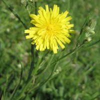Image result for Crepis urundica