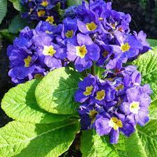 Surprise friends & family with fresh flowers from ftd®! You And Me Blue Primrose Plants For Sale Free Shipping