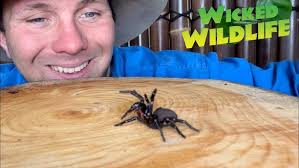 Spider enthusiast discovers huge new species of deadly funnel web